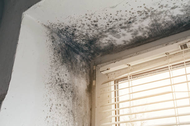 Affordable Mold Removal solutions in Conklin, MI
